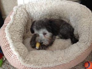 Winnie, August 2012, photo 2 of 2