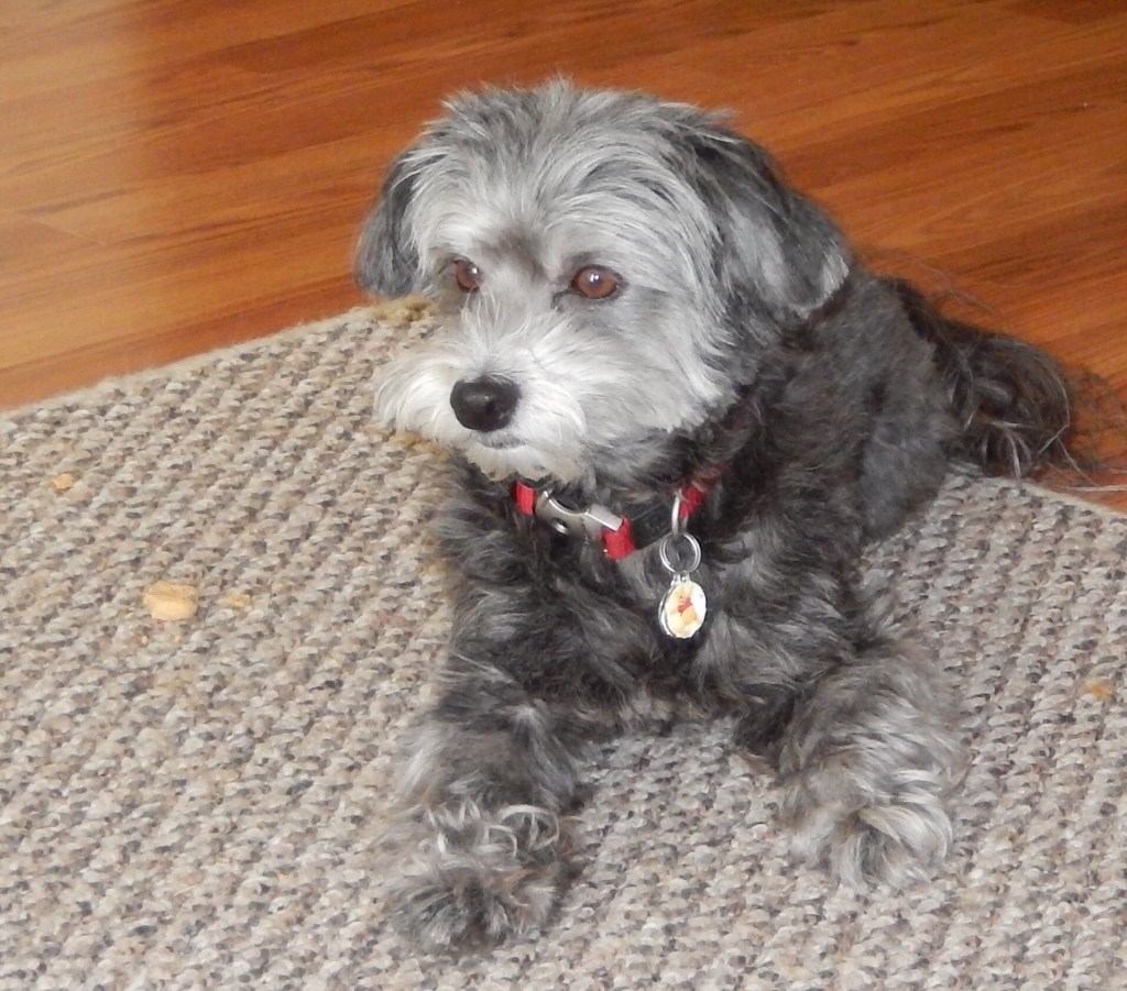 Winnie, June 2015, photo 5 of 6