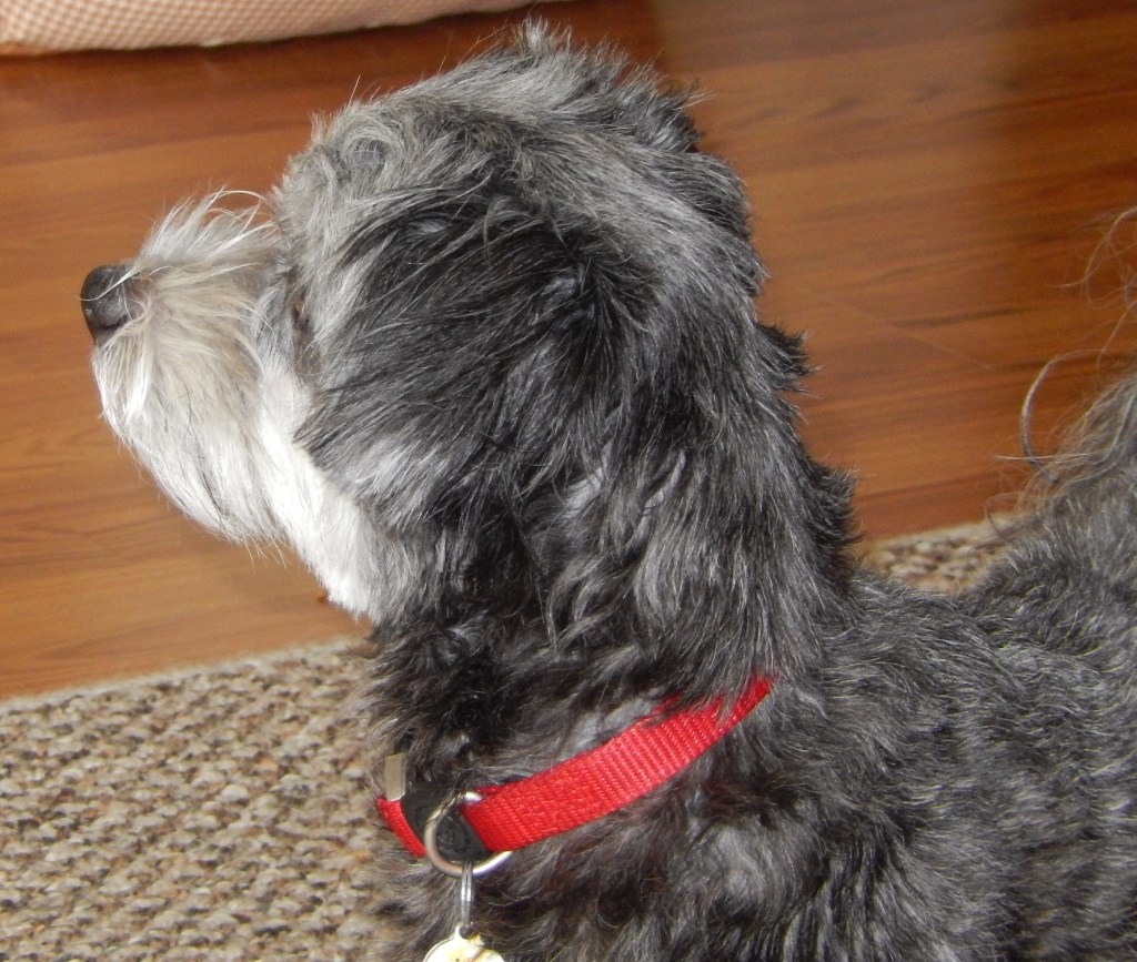 Winnie, June 2015, photo 4 of 6