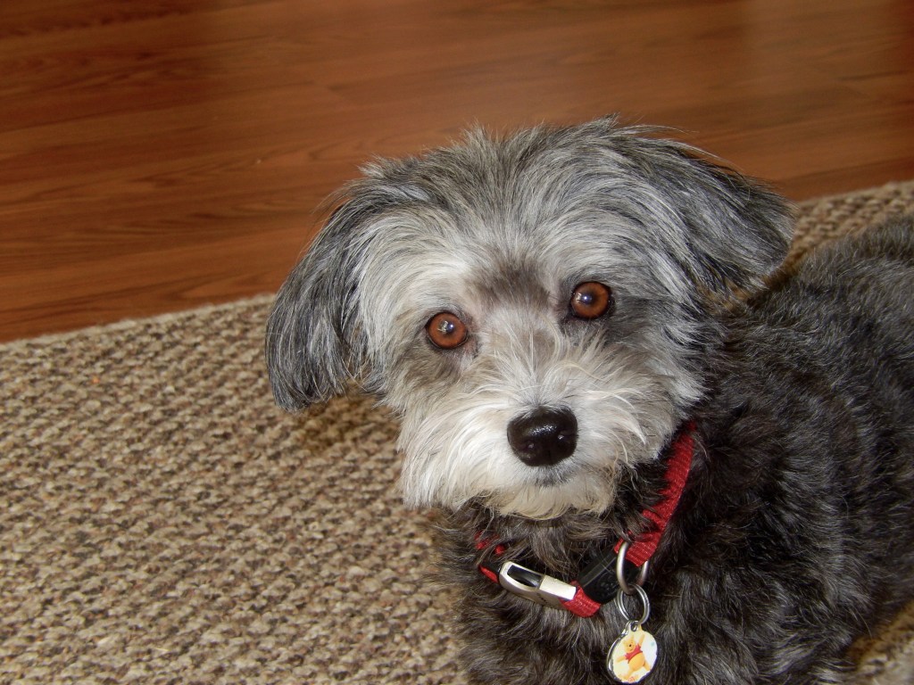 Winnie, June 2015, photo 3 of 6