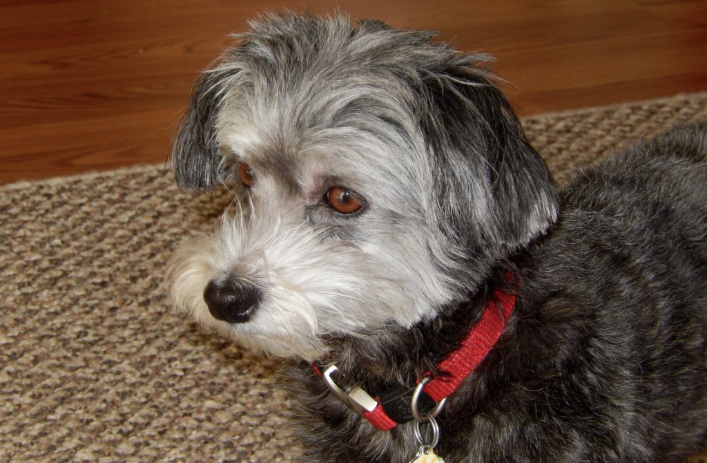 Winnie, June 2015, photo 2 of 6