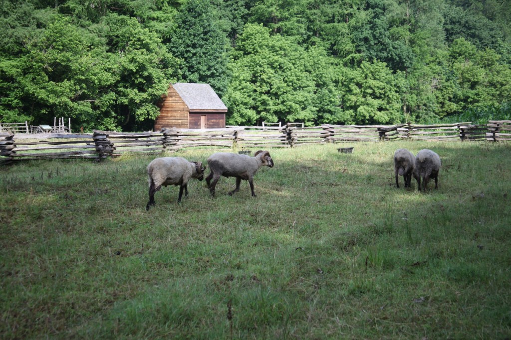Morning walk at Mount Vernon, photo 28 of 52