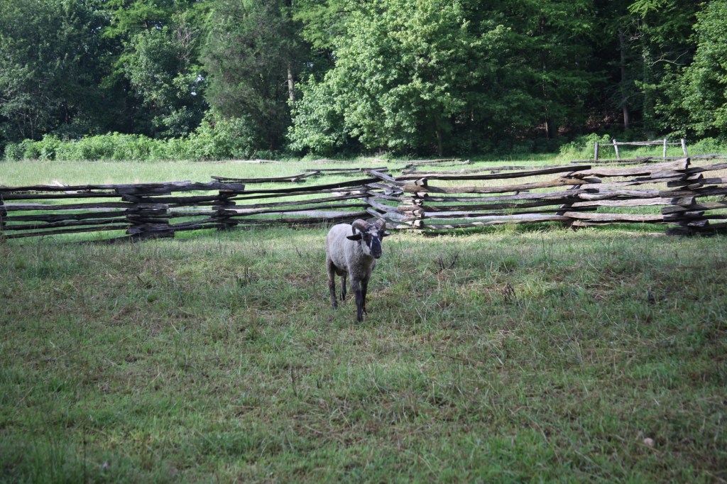 Morning walk at Mount Vernon, photo 29 of 52
