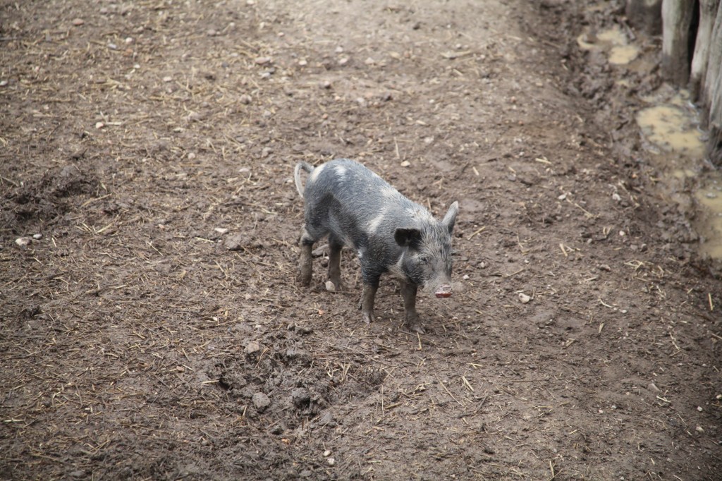 Morning walk at Mount Vernon, photo 41 of 52