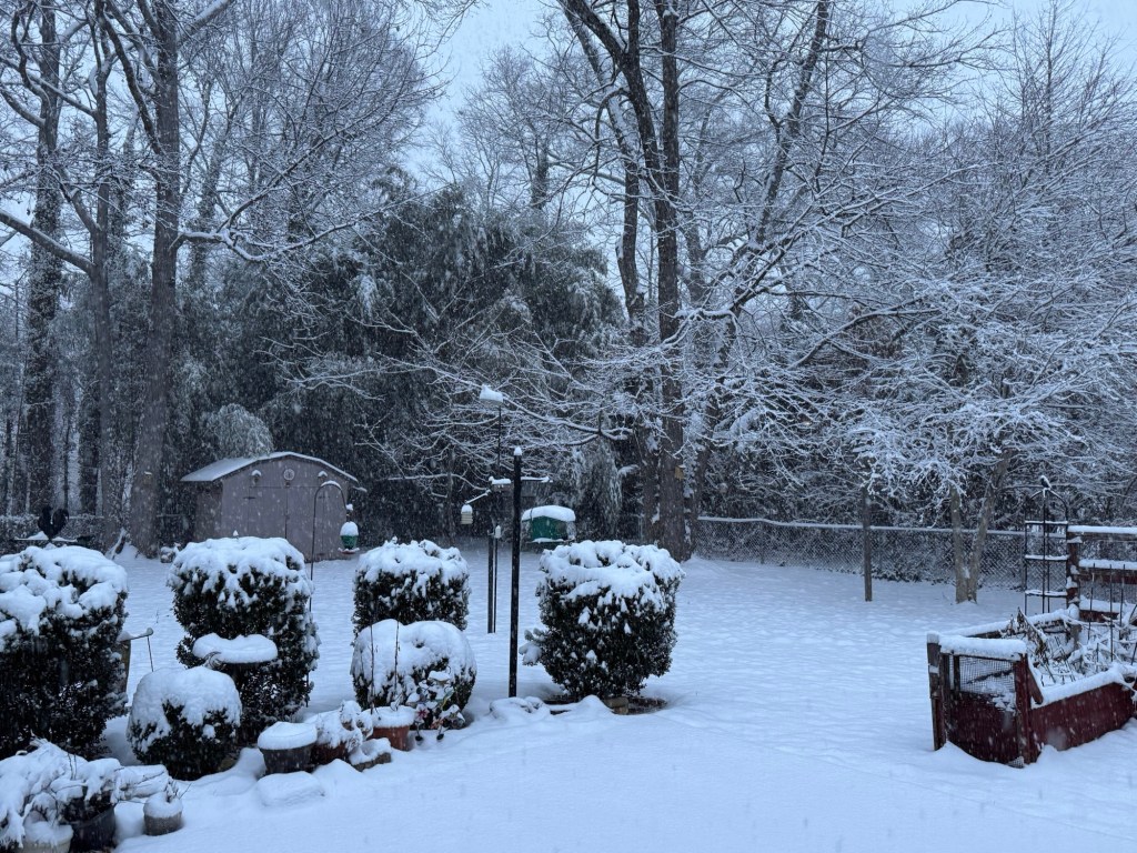 Another beautiful snow day, February 11,&nbsp;2025