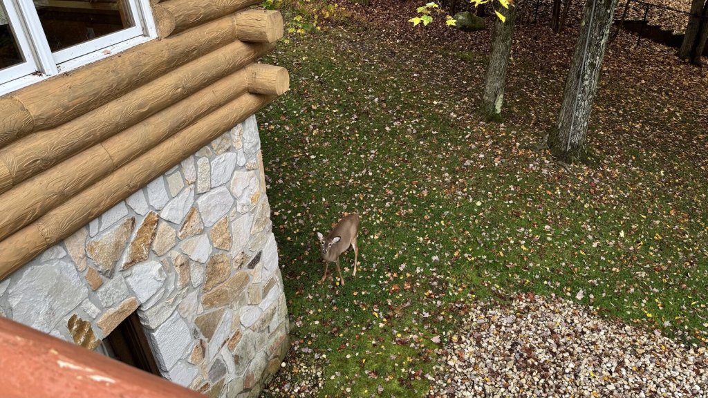 A deer walking through fallen leaves beside the stone chimney of the log cabin