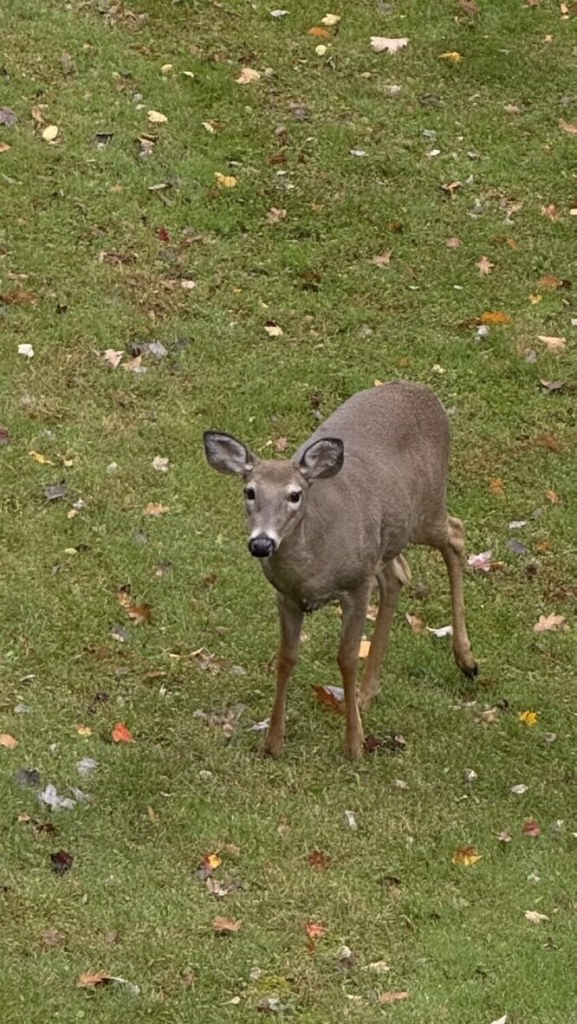 A young deer standing in the grass among fallen leaves, looking at the camera