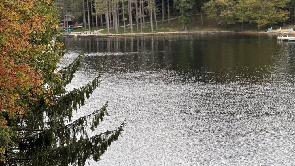 Calm lake water with a pine branch in the foreground and woods on the far shore