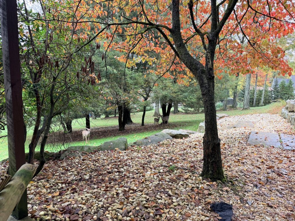 Three deer grazing across a green lawn beneath orange and red fall leaves at Treasure Lake