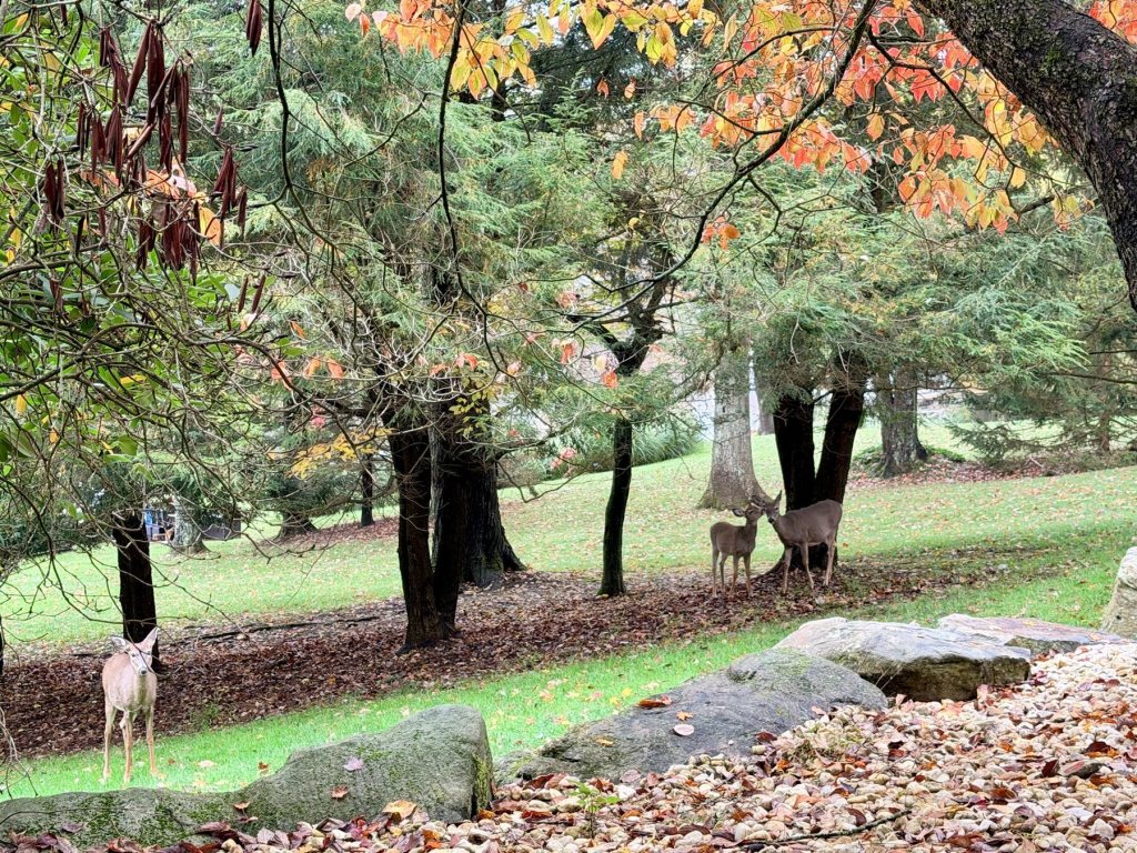 A pale deer and two brown deer standing under the pine trees on a misty morning