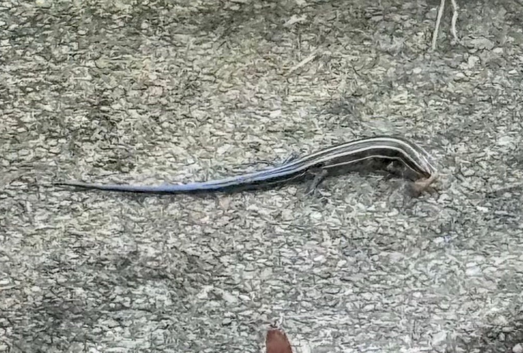 Common five-lined skink, photo 3 of 3