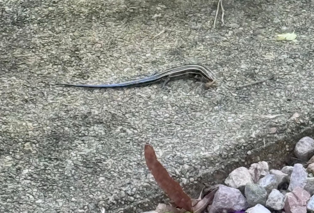 Common five-lined skink, photo 2 of 3