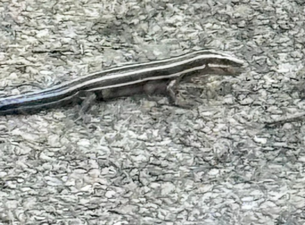 Daily Visitor: Spotting the Common Five-Lined&nbsp;Skink