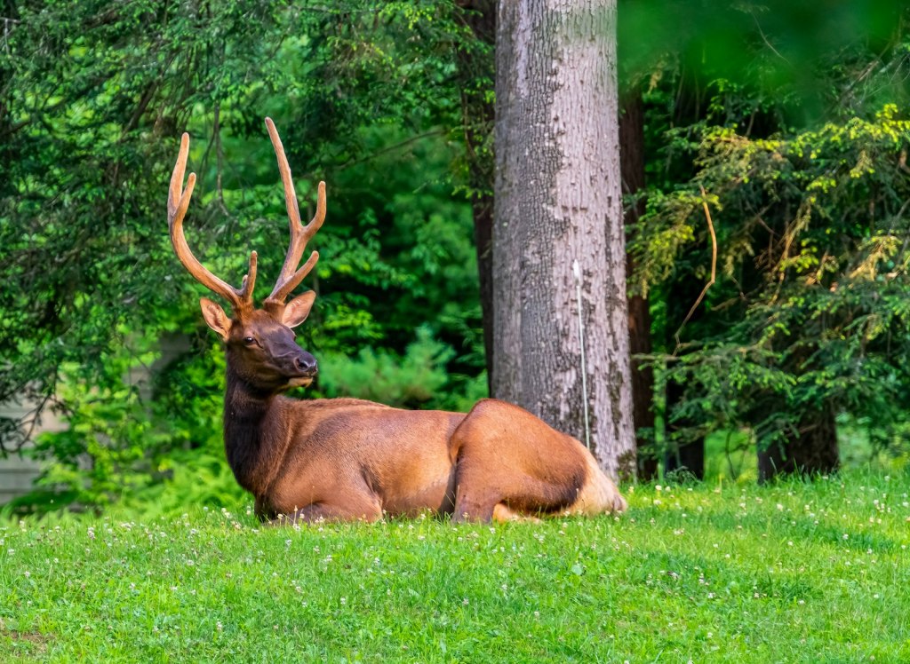 A large deer resting in tall grass beside a tree