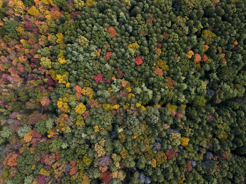 Aerial view of a forest in full fall color with orange, red and yellow trees